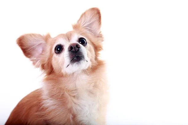 golden retriever chihuahua mix Training and Exercise Needs