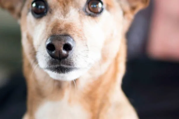 golden retriever chihuahua mix Understanding Hybrid Vigor and Health of the Golden Chi