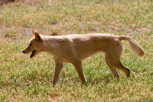  golden retriever chihuahua mix full grown Compatibility with Families and Other Pets