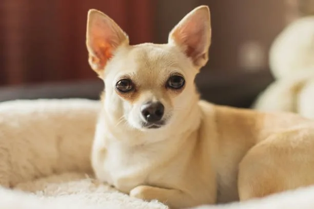  golden retriever chihuahua mix full grown Diet and Nutrition