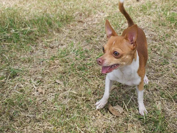  golden retriever chihuahua mix full grown Conclusion: Is the Golden Retriever Chihuahua Mix Right for You?