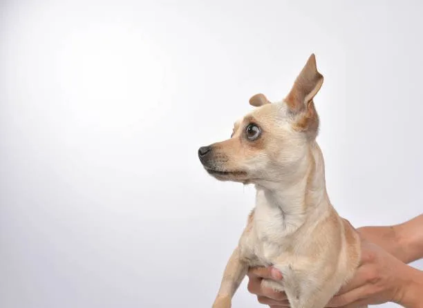  golden retriever chihuahua mix full grown Grooming Needs