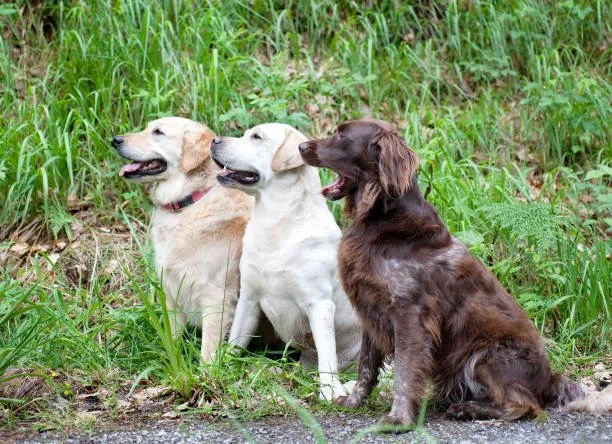  golden retriever chihuahua mix full grown Life Expectancy