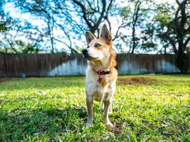  golden retriever chihuahua mix full grown Exercise Requirements