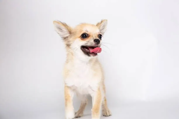 golden retriever chihuahua mix Adoption and Long-Term Commitment to Golden Chi Dogs