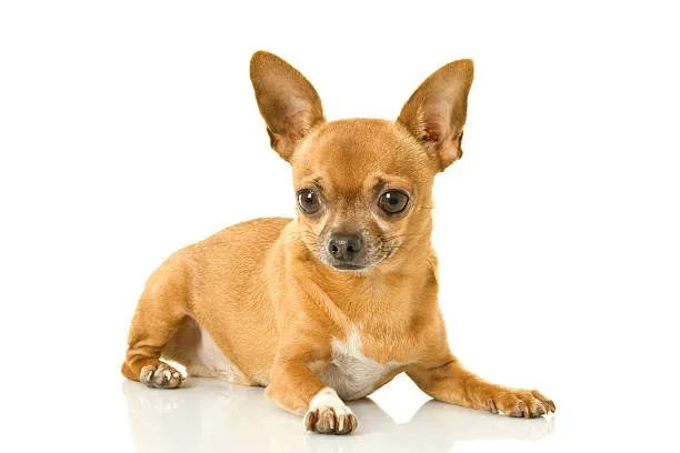 golden retriever chihuahua mix Adaptation and Lifestyle: Living with a Golden Retriever Chihuahua Mix