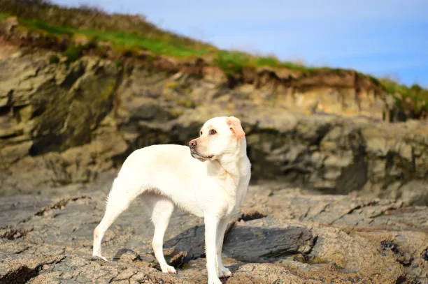 golden retriever chihuahua mix The Importance of Socialization and Training for Mixed Breed Dogs