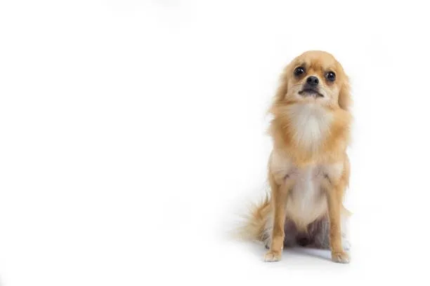 golden retriever mix chihuahua Designer Dogs: The Appeal of Chihuahua Mix Breeds