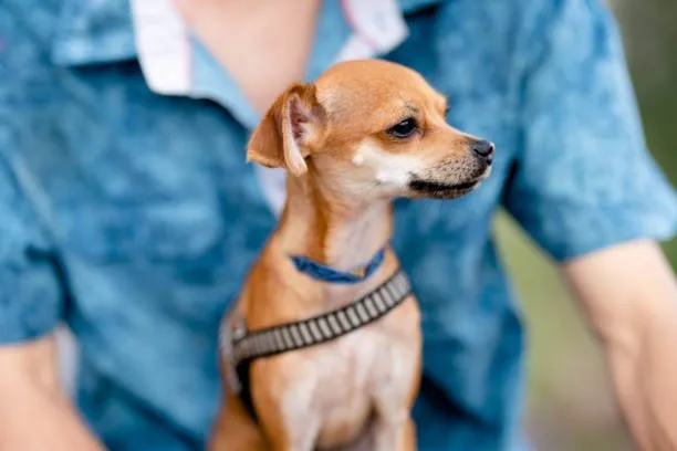  golden retriever mix with chihuahua Health Considerations