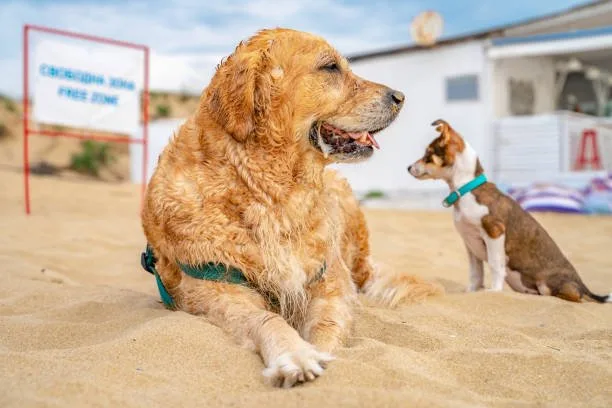  golden retriever mix with chihuahua Behavioral Dynamics and Training Strategies