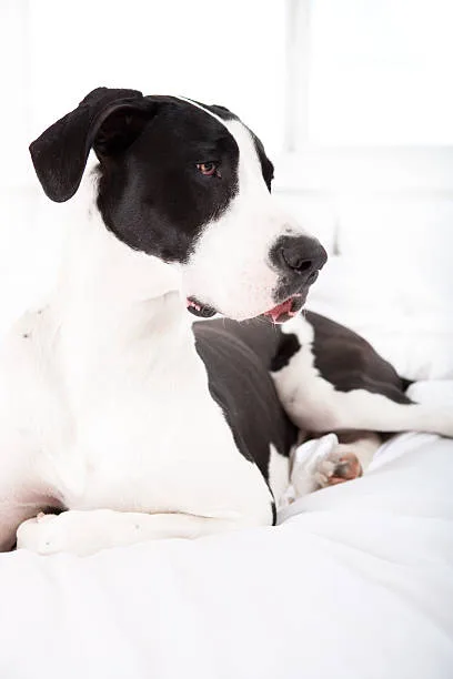 Great dane and chihuahua mix Health Considerations and Lifespan
