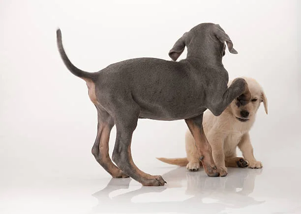 Great dane and chihuahua mix Grooming and Care Requirements