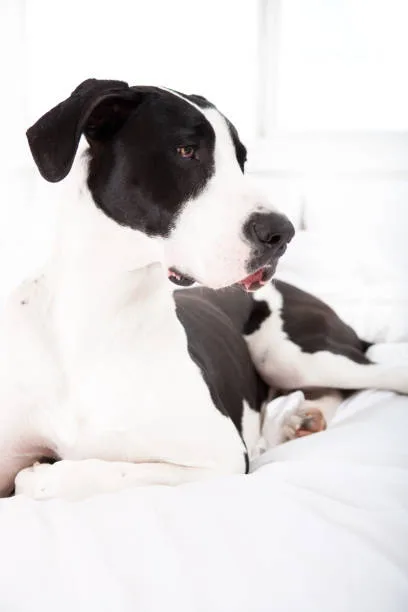 Great dane and chihuahua mix Suitability as a Pet