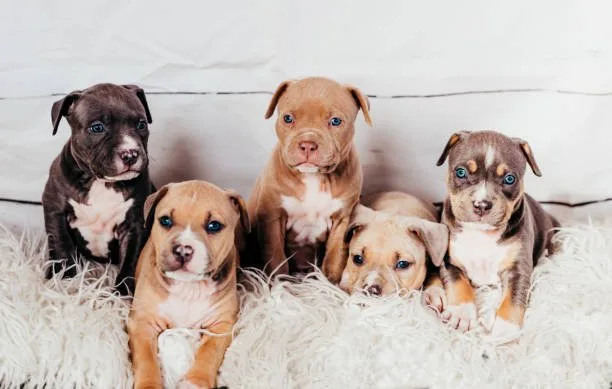 great dane and chihuahua mix puppies Final Thoughts: Is This the Right Pet for You?