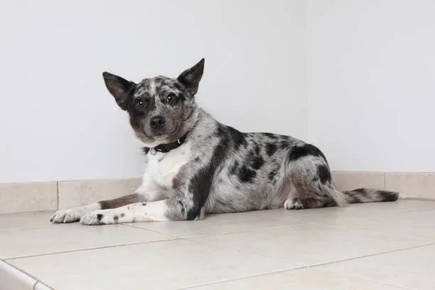  great dane chihuahua mix puppies Training and Exercise Needs