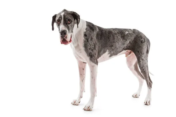 great dane mix with chihuahua Grooming and Care