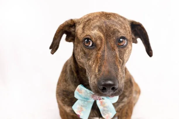  great dane mix with chihuahua Designer Dog Health and Wellbeing: Hybrid Vigor vs. Genetic Concerns