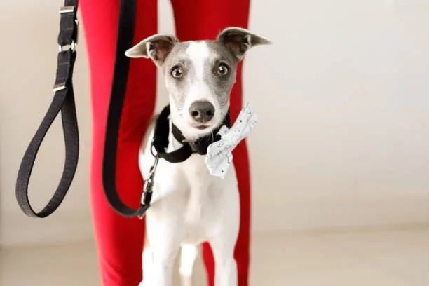  great dane mix with chihuahua Suitability as a Pet