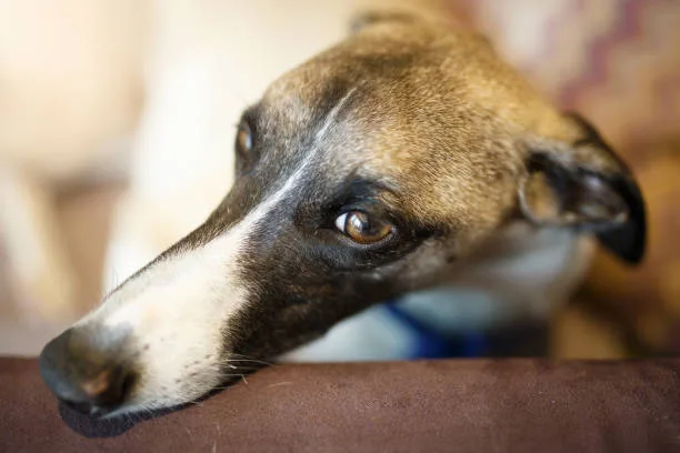  great dane mix with chihuahua The Ethical and Practical Aspects of Owning a Great Dane Chihuahua Mix