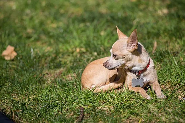 How big do rat terrier chihuahua mix get Sample Delicious