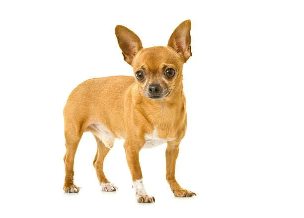 How big do rat terrier chihuahua mix get Indulge Irresistible