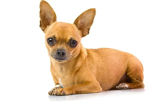 how big do teacup chihuahuas get Delight Irresistible