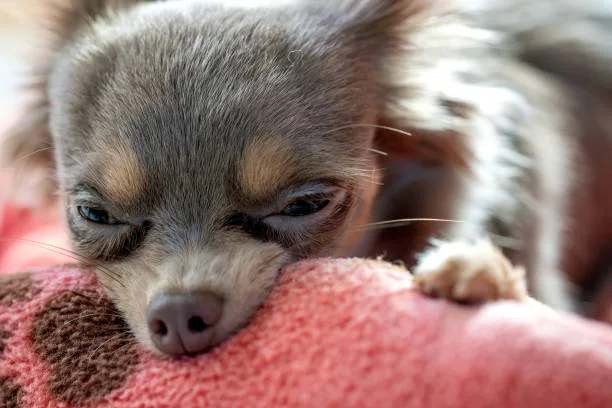how big does a teacup chihuahua get Indulge Chilled