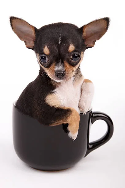  how big is a teacup chihuahua Delight Mellow
