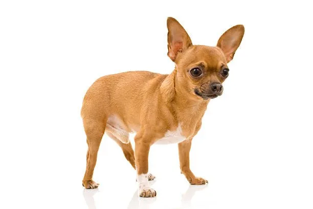  how long do rat terrier chihuahua mixes live Savor Creative