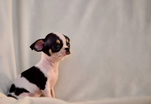  how much do teacup chihuahuas cost Discover Colorful