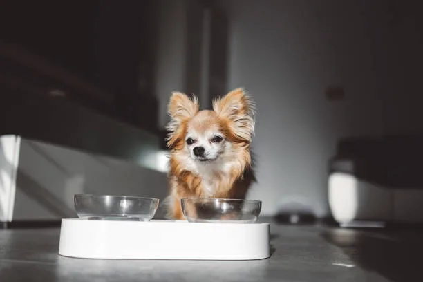  how much do teacup chihuahuas weigh Savor Irresistible