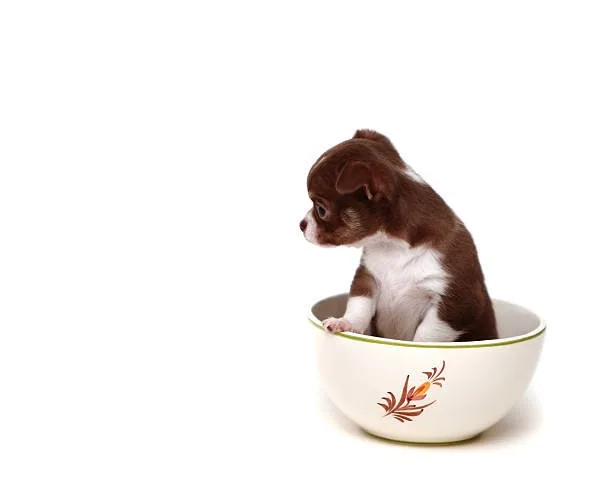  how much does a teacup chihuahua cost Explore Tasty