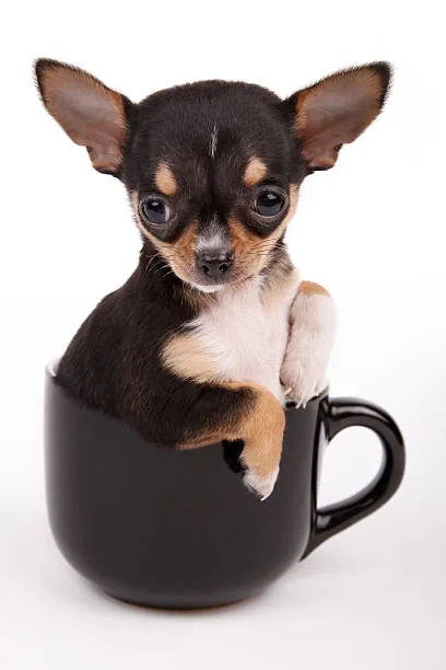  how much does a teacup chihuahua cost Cheers Delicious