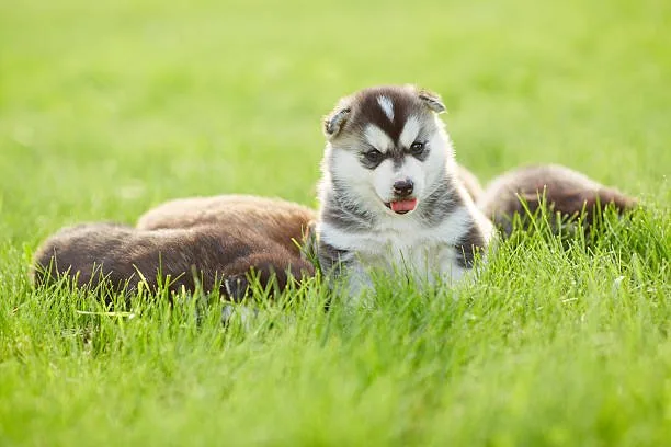 husky chihuahua mix puppy Is the Husky Chihuahua Mix Right for You?