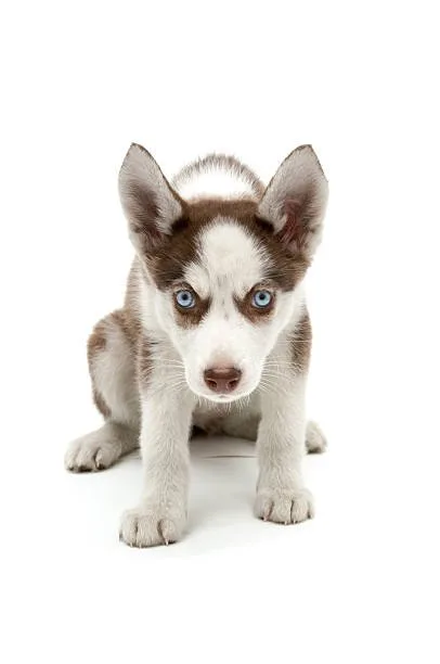 husky chihuahua mix puppy Adopting a Husky Chihuahua Mix Puppy