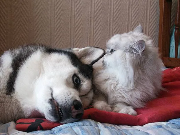 husky mix with chihuahua Chihuahua and Husky Mix Adaptations