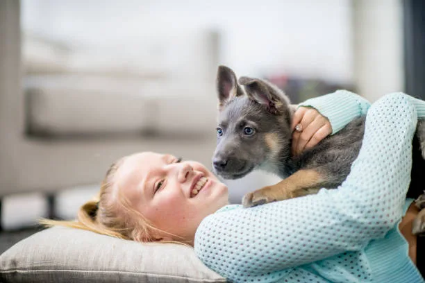 husky mix with chihuahua Health and Lifespan