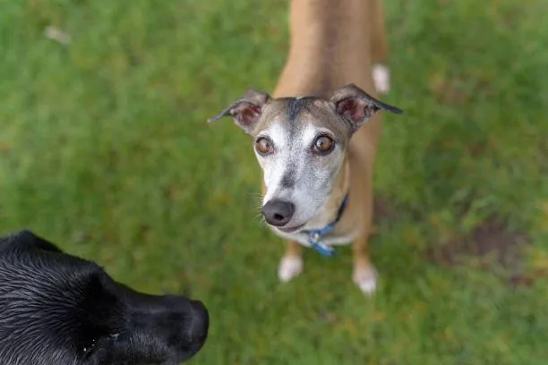italian greyhound mix with chihuahua Adoption and Finding the Right Mix