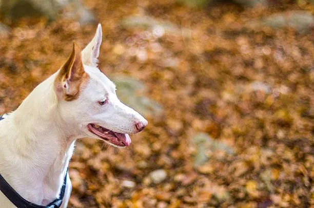 italian greyhound mix with chihuahua Designer Dog Dynamics: The Chi-Greyhound Mix