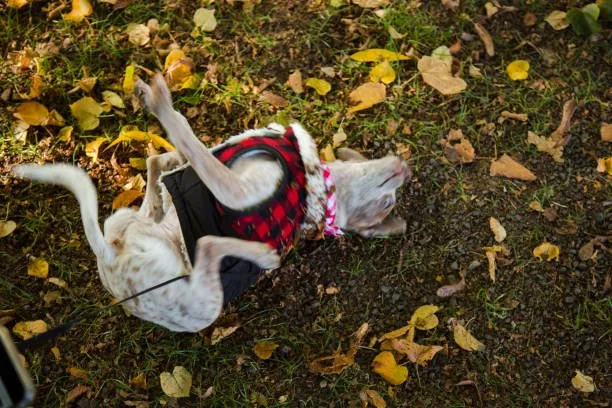jack russell and chihuahua mix Enjoy Gourmet