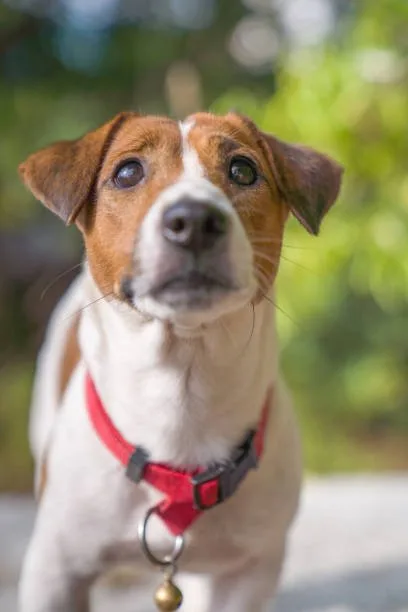  jack russell beagle chihuahua mix Key Takeaways for Prospective Jack Chi Owners