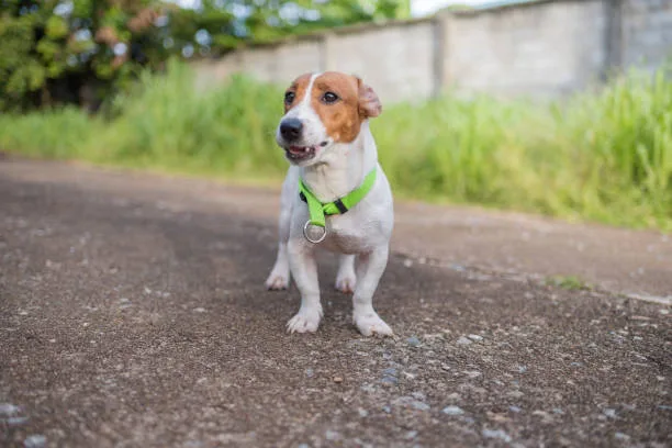  jack russell beagle chihuahua mix The Path to a Balanced Companion: Socializing Puppy Mixes and Multibreed Dog Adoption