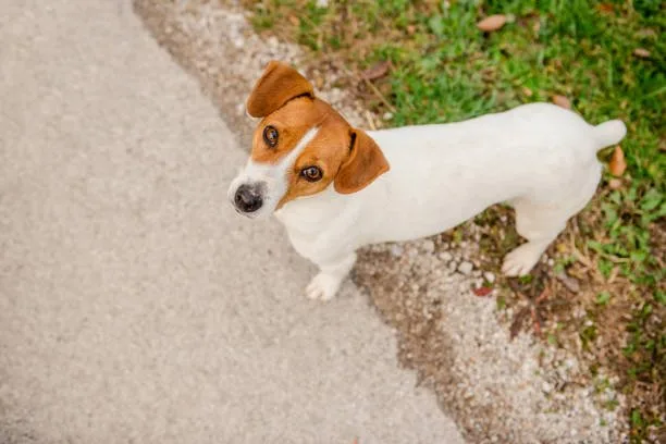  jack russell beagle chihuahua mix Exercise and Activity Needs