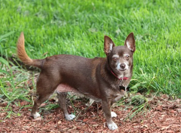 jack russell chihuahua dachshund mix Adoption and Responsible Pet Parenting
