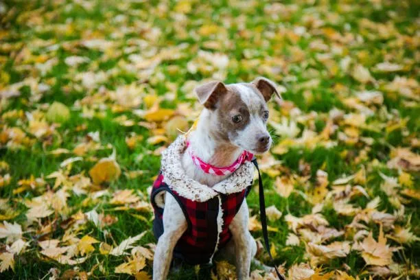  jack russell chihuahua mix Celebrate Exquisite