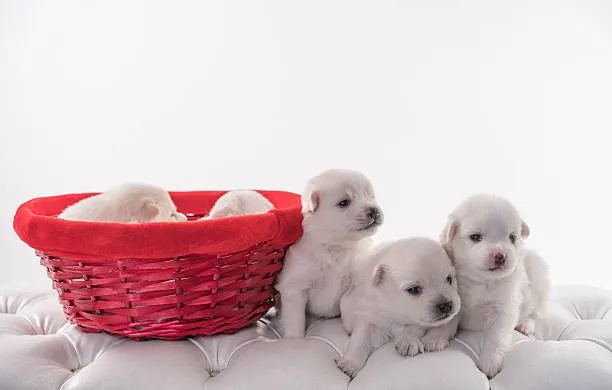  jack russell chihuahua mix puppies for sale Mix Sensual