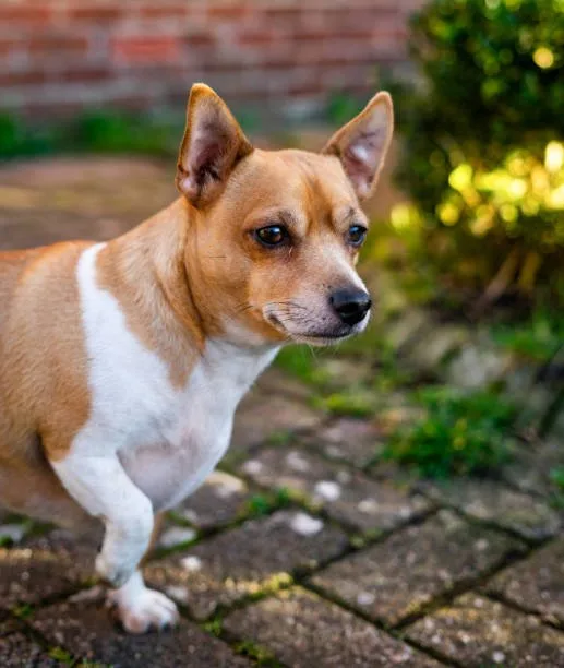  jack russell terrier and chihuahua mix Enjoy Balancing