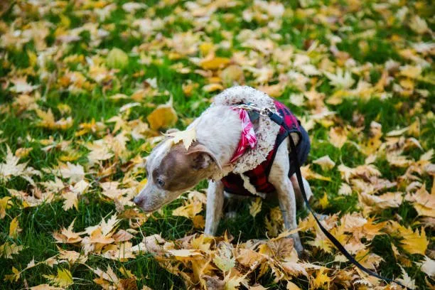  jack russell terrier chihuahua mix Celebrate Invigorating