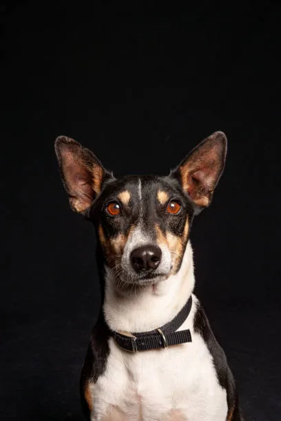  jack russell terrier mix with chihuahua Partake Elegant