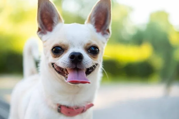  lab chihuahua mix Suitability for Families